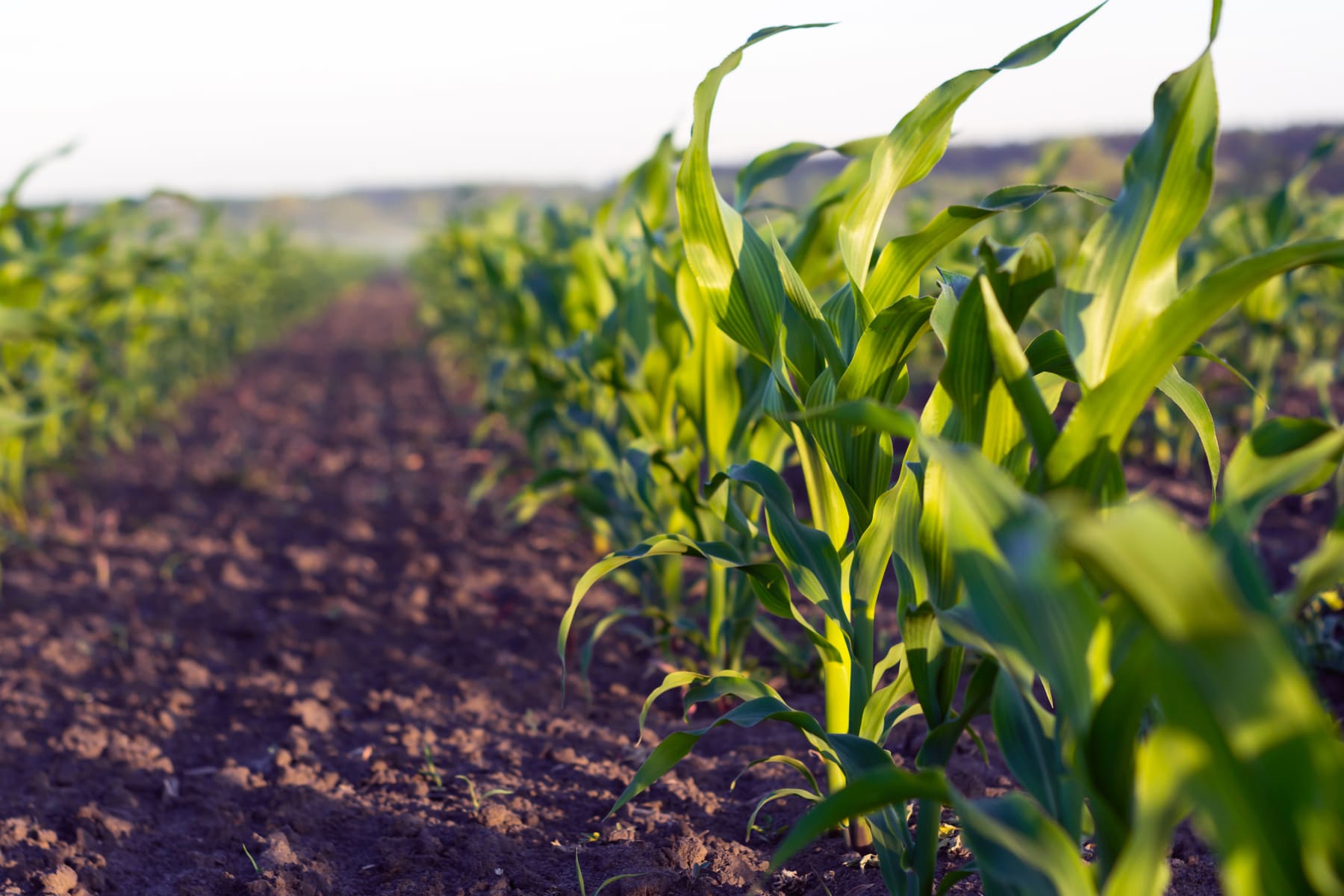 Healthy young corn growing in carefully spaced rows