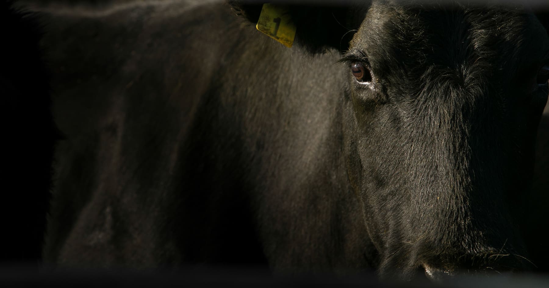 A close-up of cattle