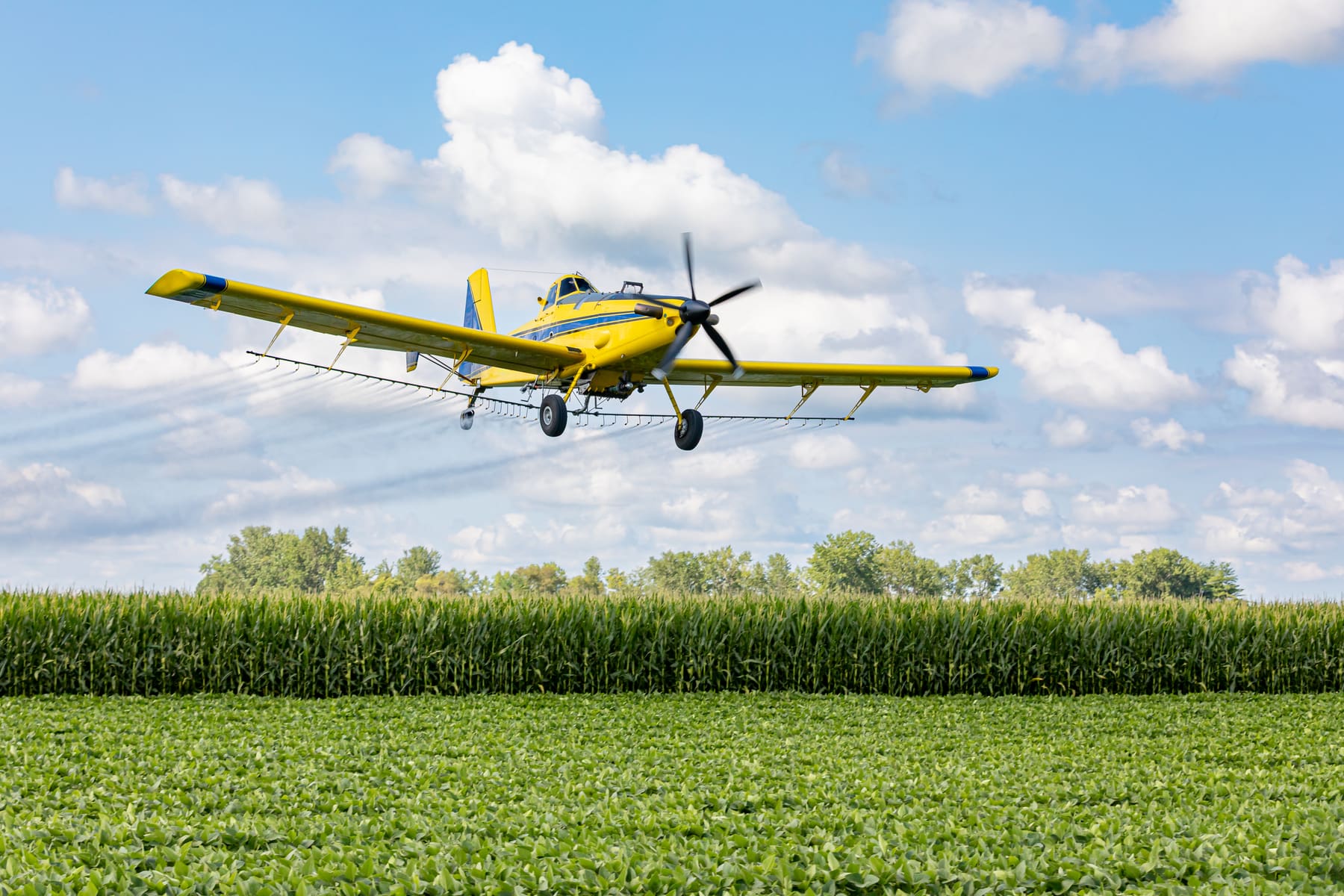 A crop duster spraying a cornfield