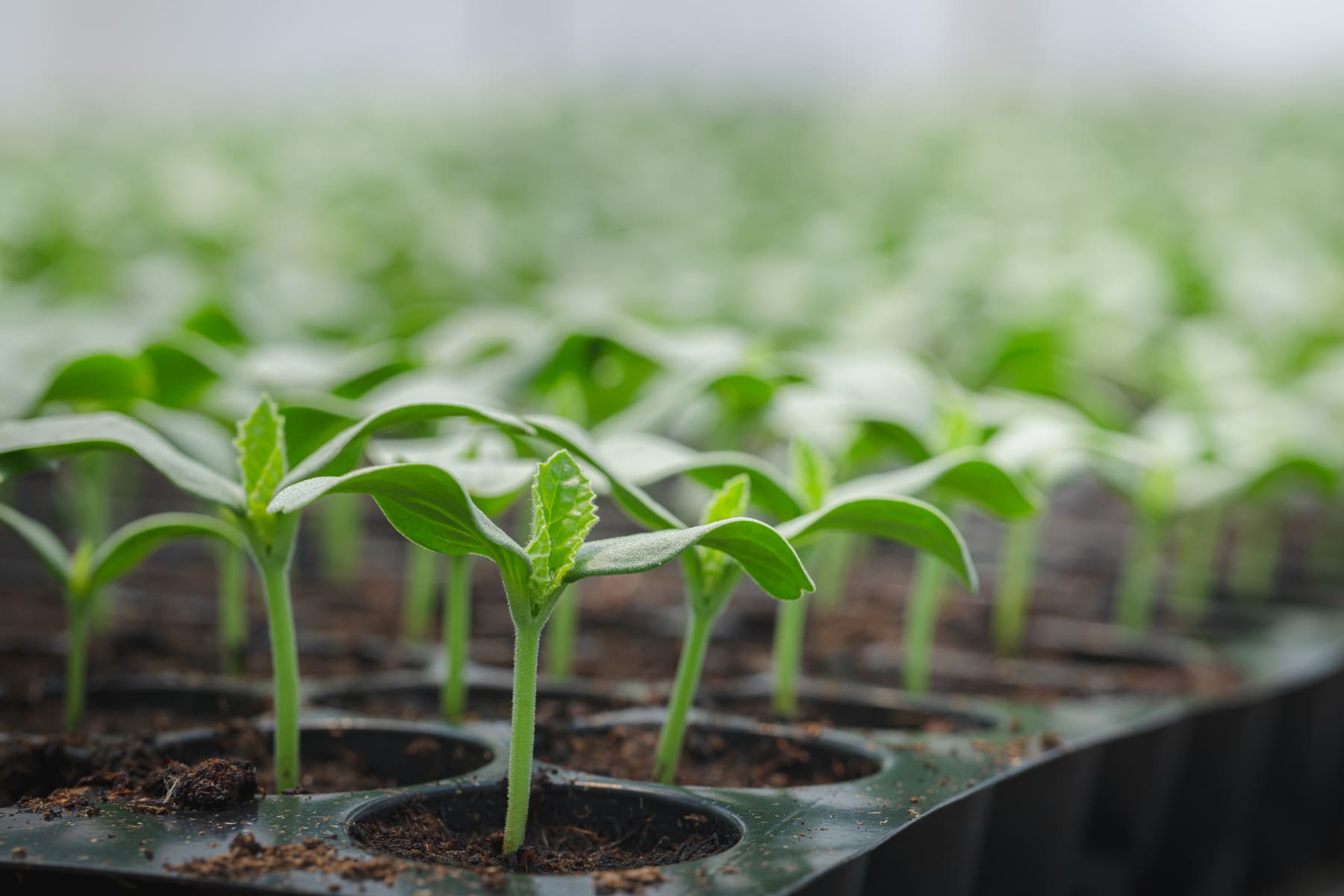 Seedlings sprouting in a greenhouse tray
